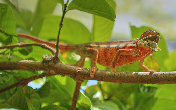 Young chameleon